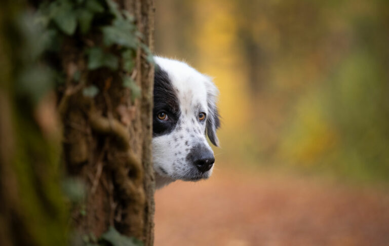 Hunde Trainer Ausbildung- Stuttgart