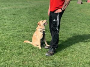 Bild von Junghundekurs