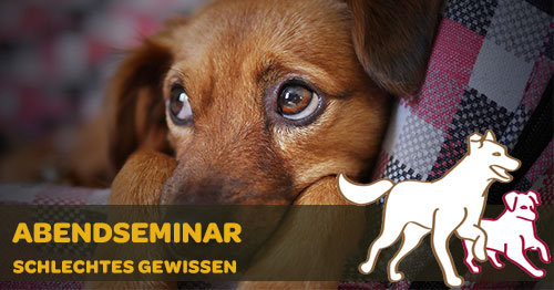 Abendseminar „Schlechtes Gewissen“ im Hundezentrum Kuppenheim – Austausch und Input für einen entspannten Umgang mit Hund und Emotionen.