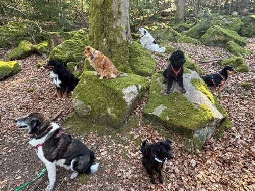 Mehrere Hunde sitzen aufmerksam auf moosbedeckten Felsen im Wald – Naturerlebnis und Abenteuerspaziergang mit Training in der Hundeschule Kuppenheim