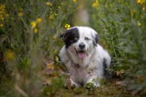 Bild von Einsteigerkurs ins fortgeschrittene Training
