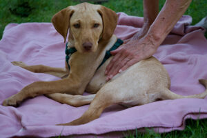 Welpe liegt entspannt auf einer Decke, eine Hand streichelt beruhigend – Deckentraining und Ruheaufbau im Welpenzentrum.“