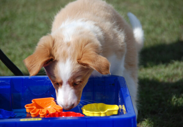 Welpe schnüffelt konzentriert an einer blauen Box mit bunten Spielzeugen – Nasenarbeit und Denkspiele im Welpenzentrum.“