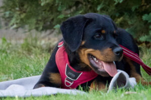 Welpe mit rotem Geschirr liegt auf einer Decke im Gras und entspannt – Pause-Signal und Ruhetraining in der Welpengruppe