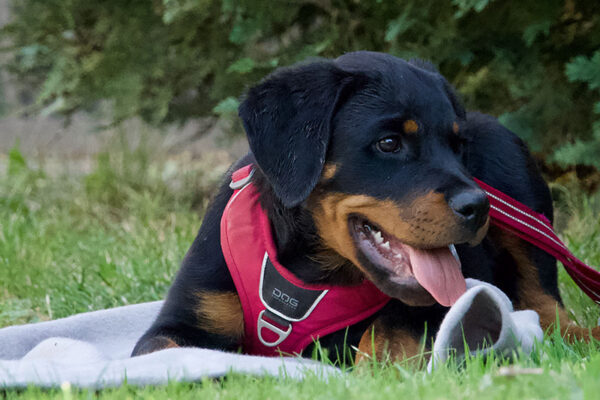 Welpe mit rotem Geschirr liegt auf einer Decke im Gras und entspannt – Pause-Signal und Ruhetraining in der Welpengruppe