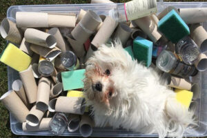 Kleiner weißer Welpe sitzt in einer Kiste mit Kartonrollen und Alltagsgegenständen – Umwelttraining, Neugier und Selbstvertrauen im Welpenzentrum