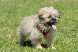Kleiner Welpe mit rotem Geschirr steht auf einer Wiese und schaut aufmerksam – Welpentraining für einen sicheren Start im Welpenzentrum.“
