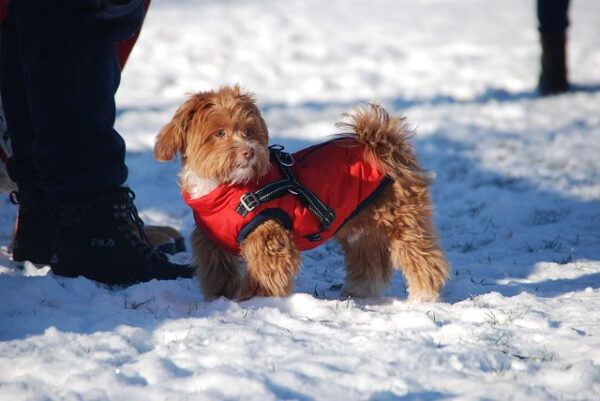 Kleiner Hund im roten Mantel steht im Schnee neben einer Person – Alltagstraining und Umweltsicherheit auch bei Winterwetter.“