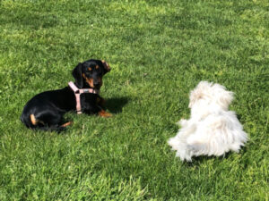 Zwei Welpen auf einer grünen Wiese – ein schwarzer Dackelwelpe mit rosa Geschirr und ein weißer, flauschiger Welpe beim gemeinsamen Beobachten/Spielstart.“