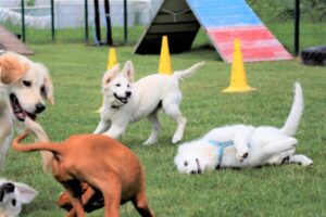 Mehrere Welpen spielen auf einer Wiese mit Hütchen und Trainingsgeräten im Hintergrund – kontrollierte Sozialisierung und Spielregeln im Welpenzentrum.