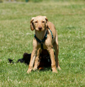 Zwei Welpen beim Spiel auf einer Wiese – ein heller Welpe im Vordergrund, ein dunkler Welpe darunter; Sozialisierung und Grenzen lernen im Welpenzentrum