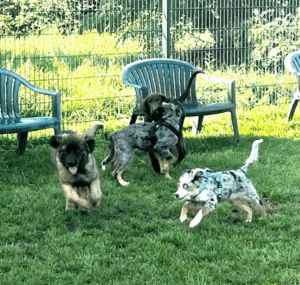 Mehrere Welpen rennen und spielen auf einer eingezäunten Wiese – kontrollierte Welpengruppe und Sozialisierung im Welpenzentrum.