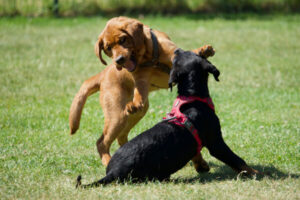 Zwei Welpen spielen ausgelassen auf einer Wiese – ein brauner Welpe und ein schwarzer Welpe mit rotem Geschirr in der Welpensozialisierung.“