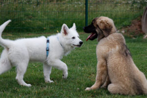Ein weißer Welpe mit blauem Halsband spielt auf einer grünen Wiese mit einem größeren, braun-schwarzen Welpen; im Hintergrund ist ein grüner Metallzaun zu sehen.