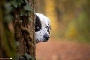 Ein neugieriger, beobachtender Hund (weiß mit schwarzen Flecken und Maske) lugt vorsichtig hinter einem efeuumrankten Baumstamm hervor. Sein Ausdruck ist aufmerksam und vorsichtig. Der Hintergrund ist ein wunderschön unscharfer Herbstwald mit warmen Goldtönen, der die Stimmung einfängt. Ein Porträt, das für Vertrauen und Verständnis im Hundezentrum steht.