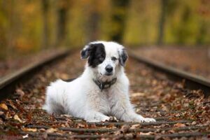 Porträt eines aufmerksamen, weiß-schwarz gefleckten Hundes, der entspannt auf einer von Herbstlaub bedeckten Eisenbahnstrecke im Wald liegt. Der Hintergrund ist unscharf und voller herbstlicher Farben. Dieses Bild steht für Abenteuer, Ruhe und die tiefe Bindung zwischen Mensch und Hund, ein Kernwert unseres Hundezentrums.