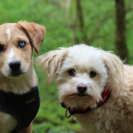 Buche Duo Training im Hundezentrum Kuppenheim 2 schauende Hunde Erziehung