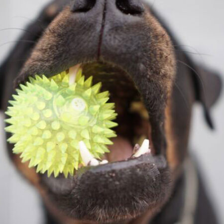 Gesundheit-Hund-mit-Ball-im-Mund