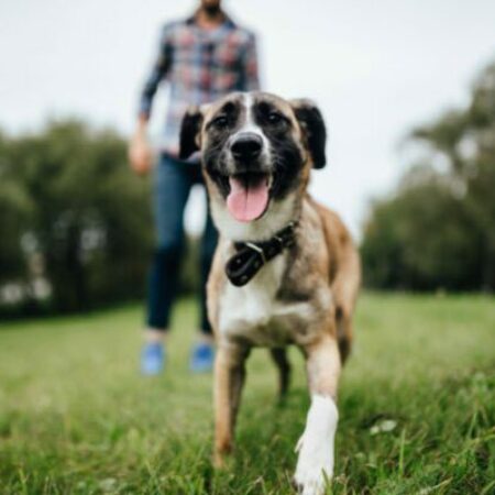 Erziehung Hund-und-Herrchen-beim-Einzeltraining