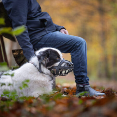 Hund mit Maulkorb liegt ruhig neben einer sitzenden Person im herbstlichen Wald – Training zur Aggressionsbewältigung mit Vertrauen und Nähe