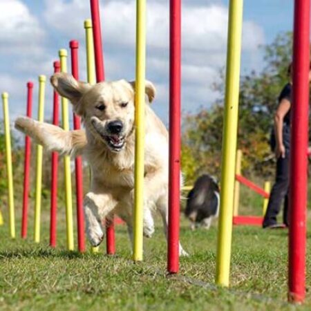 Golden Retriever läuft freudig durch Slalomstangen beim Agility-Training auf dem Hundeplatz – sportliche Beschäftigung für aktive Hunde