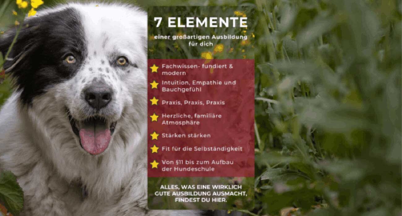 Grafische Übersicht der 7 Elemente einer hochwertigen Hundetrainer-Ausbildung im Hundezentrum Kuppenheim, inklusive fundiertem Fachwissen, Praxisorientierung und familiärer Atmosphäre.