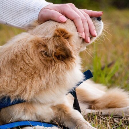dog-5383830_1280