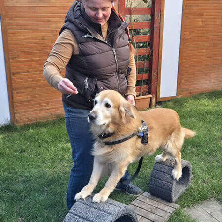 Hund trainiert seine Koordination und Bindung im DogSkills-Kurs im Hundezentrum Kuppenheim – gezielte Förderung durch spannende Übungen