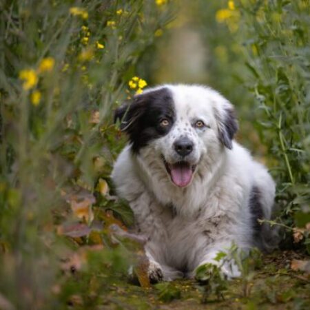 Glücklicher Hund liegt aufmerksam im Blumenfeld – Einsteigerkurs ins fortgeschrittene Hundetraining im Hundezentrum Kuppenheim