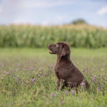 Ein einzelner brauner Retriever sitzt aufmerksam auf einer blühenden Wiese und schaut konzentriert zur Seite. Die Szene spielt sich unter freiem Himmel ab, mit einem Maisfeld im Hintergrund. Das Bild vermittelt Ruhe und Fokus – typisch für eine Trainingssituation im Einzelunterricht mit Hund.