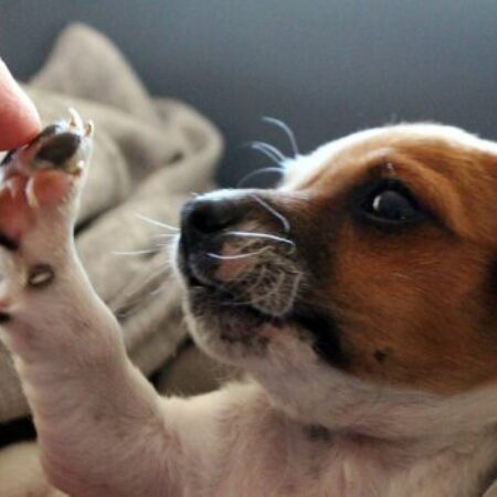 Ein kleiner Welpe mit braun-weißer Fellzeichnung hebt seine Pfote und berührt sanft den ausgestreckten Finger einer Person. Der Welpe liegt auf einer Decke und blickt aufmerksam nach oben. Die Szene strahlt Nähe, Vertrauen und einen liebevollen Moment der Bindung im Welpenkurs aus.