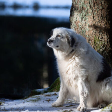 Älterer Hund sitzt ruhig im verschneiten Wald – liebevolles Seniorentraining im Hundezentrum Kuppenheim für graue Helden