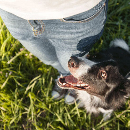 „Erstgespräch in der Hundeschule – vertrauensvoller Blickkontakt zwischen Mensch und Hund“
