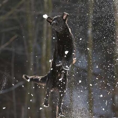 Ein schwarzer Hund springt dynamisch in die Luft und fängt eine Schneekugel. Schneespritzer fliegen durch die Luft, während der Hintergrund aus unscharfen Bäumen besteht. Die Szene vermittelt pure Energie, Spieltrieb und Bewegung im winterlichen Wald.
