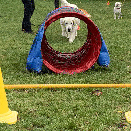 Ein junger, weißer Hund läuft freudig durch einen roten Tunnel in einem Hundeparcours auf einer Wiese. Im Vordergrund stehen zwei gelbe Hütchen mit einer Stange als Hürde. Weitere Hunde und Menschen sind im Hintergrund sichtbar. Die Szene zeigt aktive Beschäftigung und freudiges Lernen im Hundetraining.