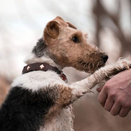 Ein rauhaariger Terrier stellt sich auf die Hinterbeine und legt vertrauensvoll seine Vorderpfoten in die Hände eines Menschen. Der Hund trägt ein braunes Halsband mit weißen Kreuzen. Die Szene findet im Freien statt und symbolisiert Bindung, Vertrauen und respektvolle Kommunikation im Rahmen der Hundeerziehung.