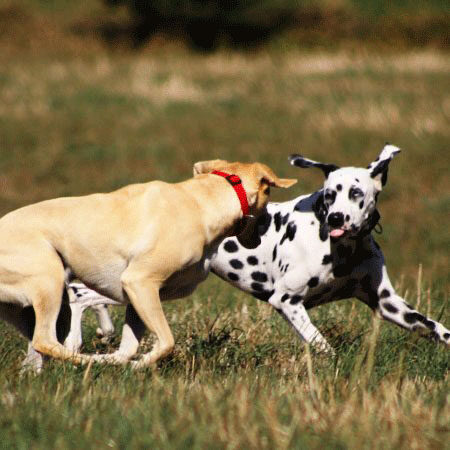 Zwei Hunde spielen ausgelassen auf einer Wiese – aktive Hundefreizeit mit Sozialkontakt und Bewegung