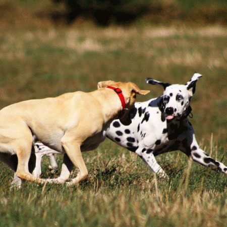 Zwei Hunde spielen ausgelassen auf einer Wiese – aktive Hundefreizeit mit Sozialkontakt und Bewegung