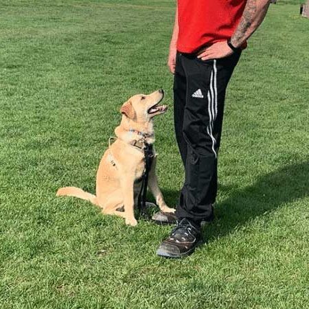 junghundekurs-hund-trainer-aufmerksamkeit