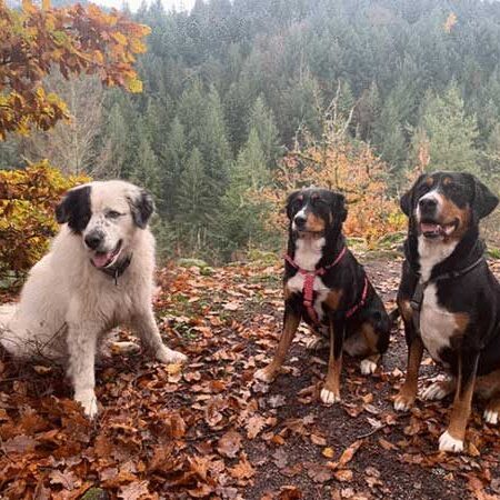 Drei Hunde sitzen entspannt im Wald – harmonisches Miteinander beim Kumpeltraining in der Natur