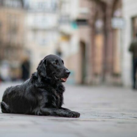 Schwarzer Hund liegt ruhig in der Stadt – Alltagstraining im Kurs Gutes Benehmen für Hunde