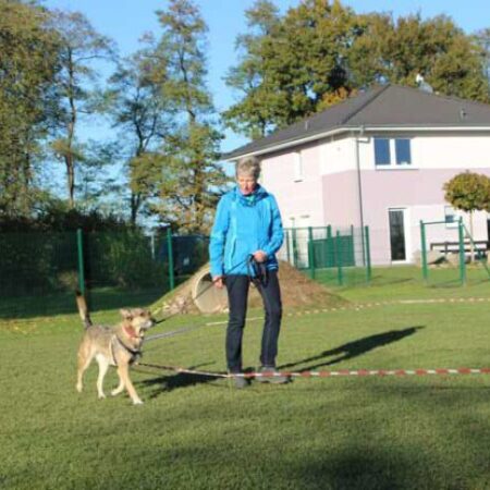 Hund läuft konzentriert im Longierkreis neben Frauchen beim Longiertraining im Hundezentrum Kuppenheim