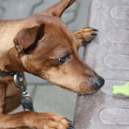 Kleiner Hund konzentriert beim Nasenkurs im Hundezentrum Kuppenheim – Schnüffelarbeit mit Leckerli auf einer Bank
