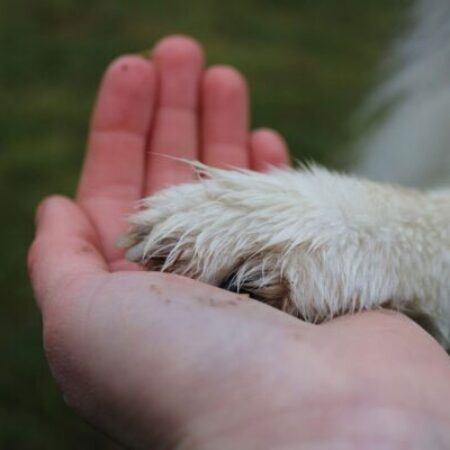 Eine emotionale Nahaufnahme einer menschlichen Handfläche, in der eine nasse und schmutzige Hundepfote ruht. Die kleine, weiße Pfote ist mit Erde und Feuchtigkeit bedeckt, was auf einen Spaziergang oder eine Spielzeit im Freien hindeutet. Die Geste symbolisiert tiefes Vertrauen und Fürsorge zwischen Hund und Mensch. Im unscharfen Hintergrund sind grünes Gras und das nasse Fell eines Hundes zu erkennen. Ideal für Themen wie Pfotenpflege, Vertrauensaufbau im Hundetraining oder nach einem Spaziergang. Nahaufnahme, Tageslicht.