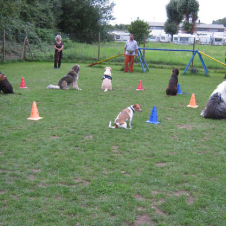 Hunde sitzen im Kreis während eines offenen Teamtrainings auf dem Hundeplatz – strukturiertes Gruppentraining mit Mensch-Hund-Teams