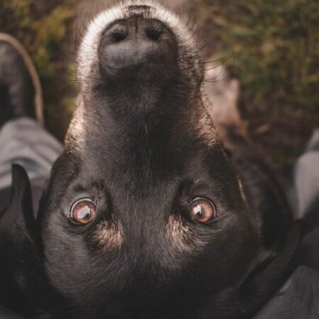 Hund schaut aufmerksam und fragend zu seinem Menschen auf – Symbolbild für intensive Bindung und Trainingsbedarf im Problemhundehalterpaket