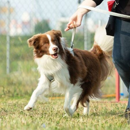 Rally Obedience Training mit motiviertem Hund