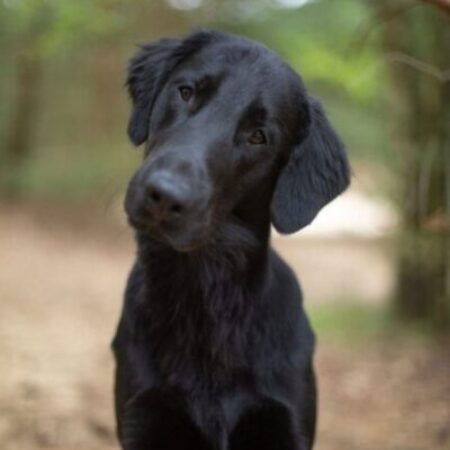 Schwarzer Hund schaut aufmerksam in den Wald – Training für Aufmerksamkeit und sicheren Rückruf