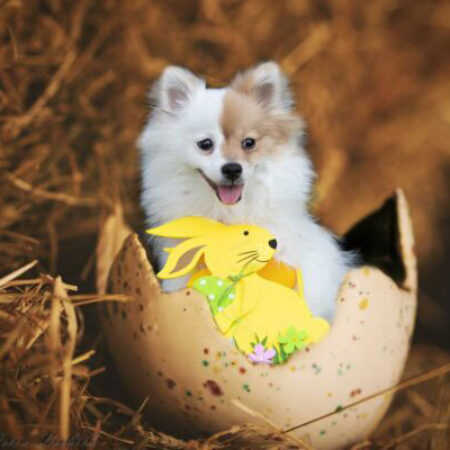 Kleiner Hund sitzt fröhlich in einer Ostereierschale mit Dekohase – Symbolbild für liebevolle, spezielle Angebote für kleine Hunde im Hundezentrum