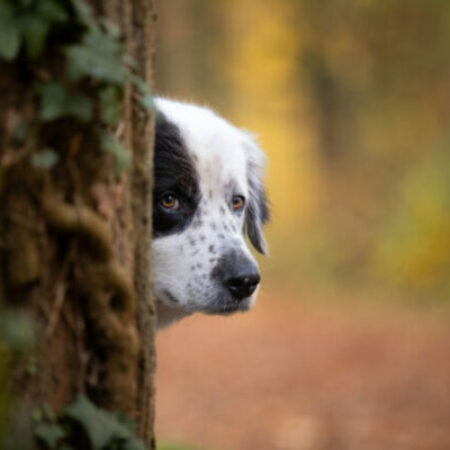 Nachdenklicher Hund schaut vorsichtig hinter einem Baum hervor – Symbolbild für sensible Verhaltensberatung und Vertrauensaufbau